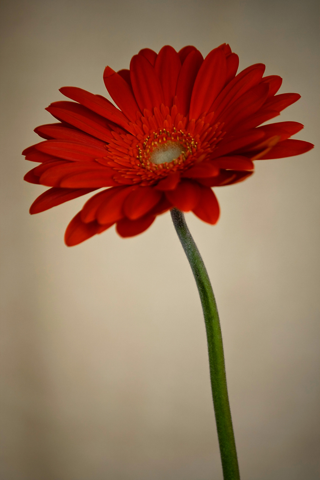 Gerbera