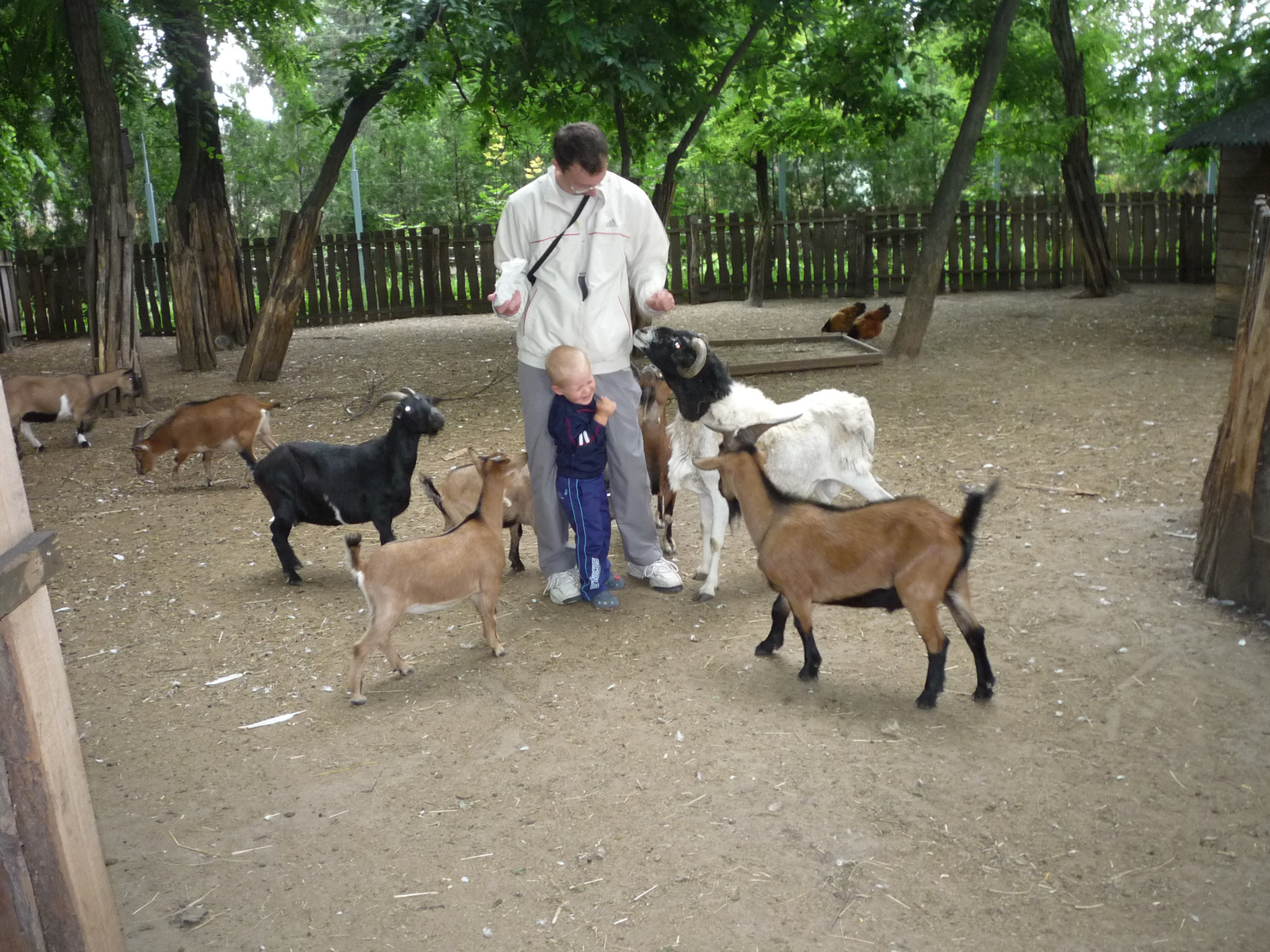 2010 Kecskemét Vadaspark, Boti: Gábor segíts, megesznek