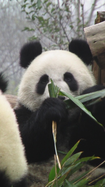 Panda