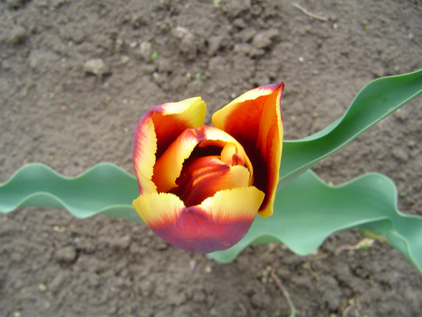 Tulipán