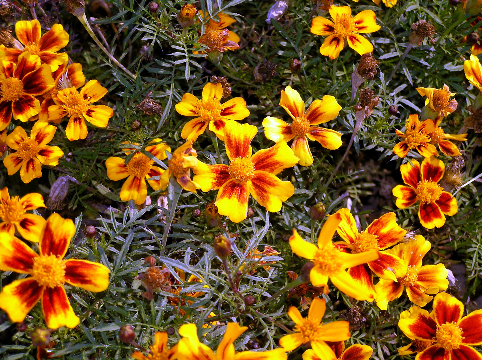 Tagetes