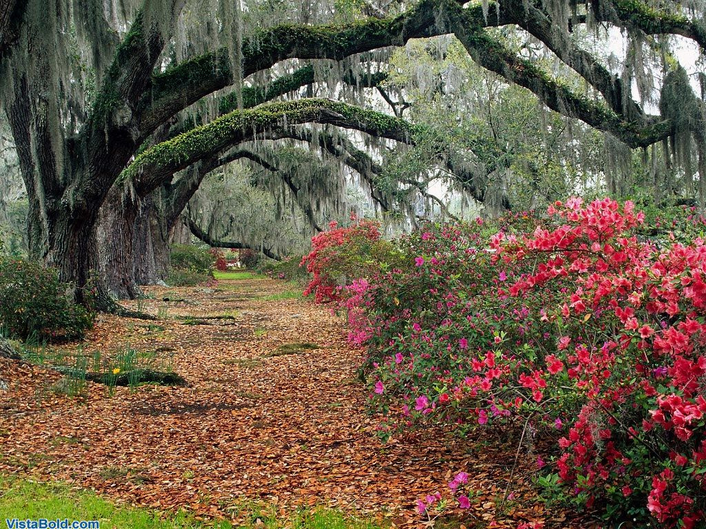 3047 Azaleas And Live Oaks