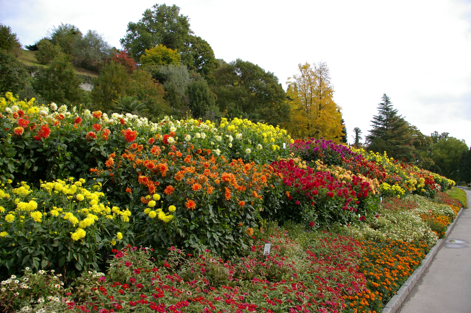 Mainau7