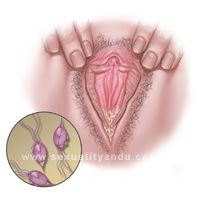 trichomonas vaginalis
