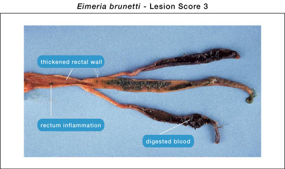 eimeria brunetti