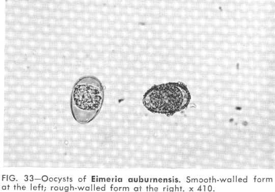 eimeria auburnensis (Bo)