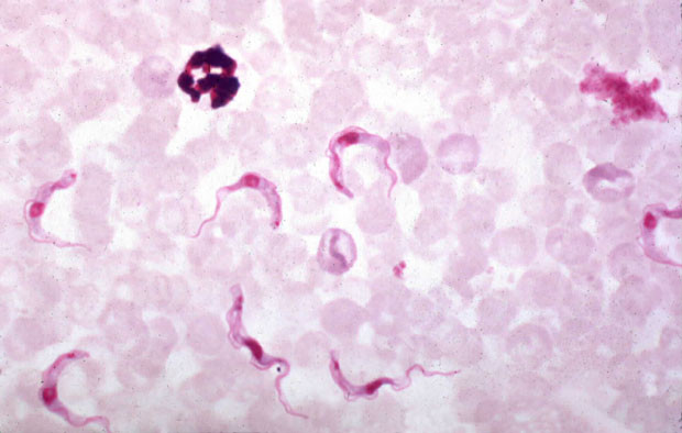 trypanosoma brucei brucei