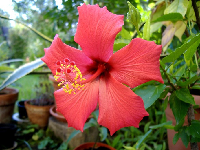 Hibiscus