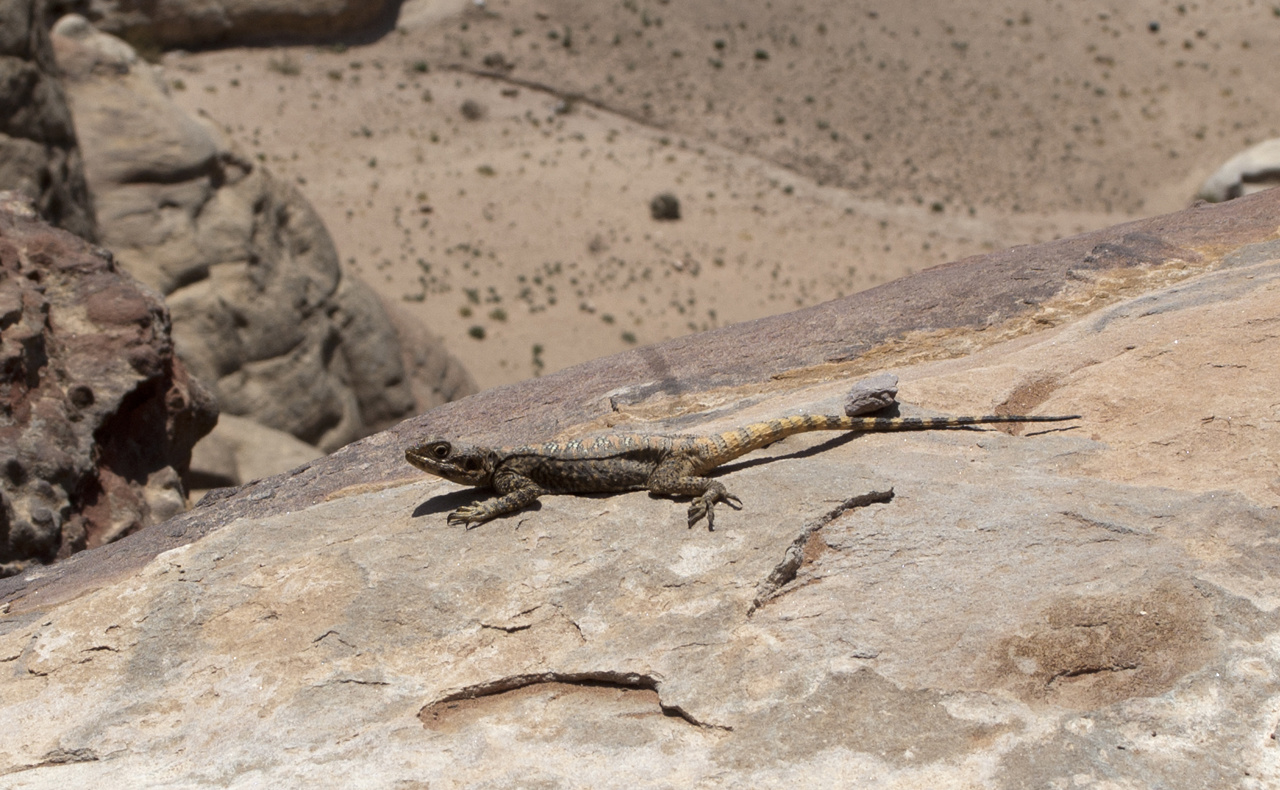 Petra Day4 026