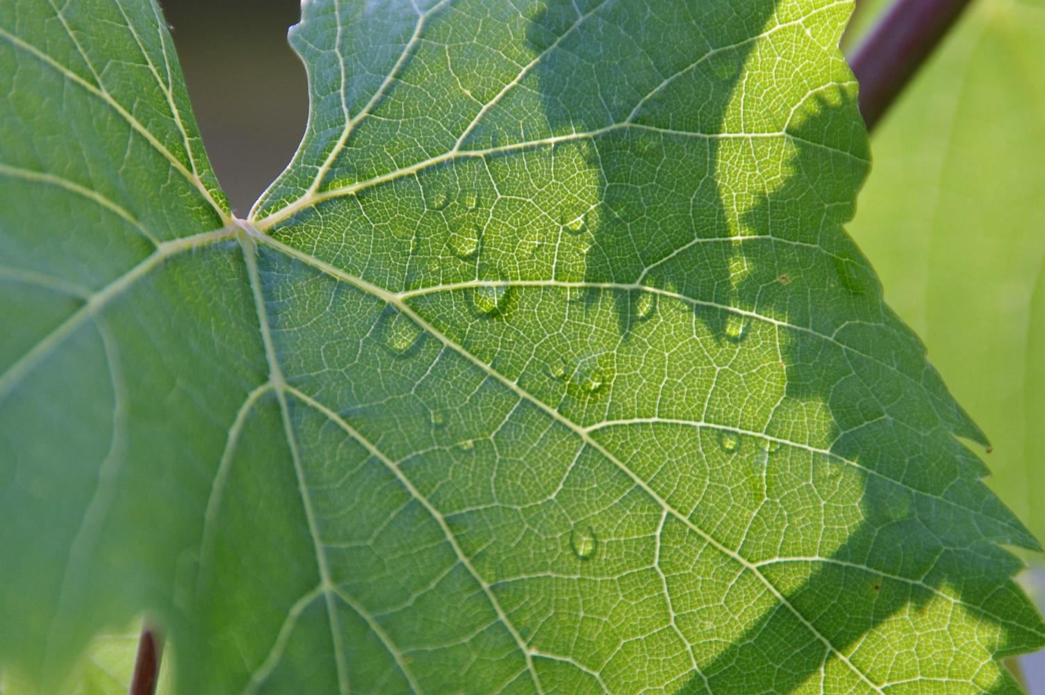 from the back of leaf