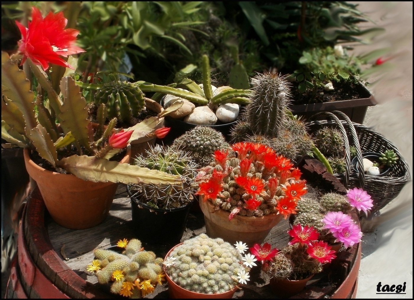 Hatféle kaktuszvirág egy képen