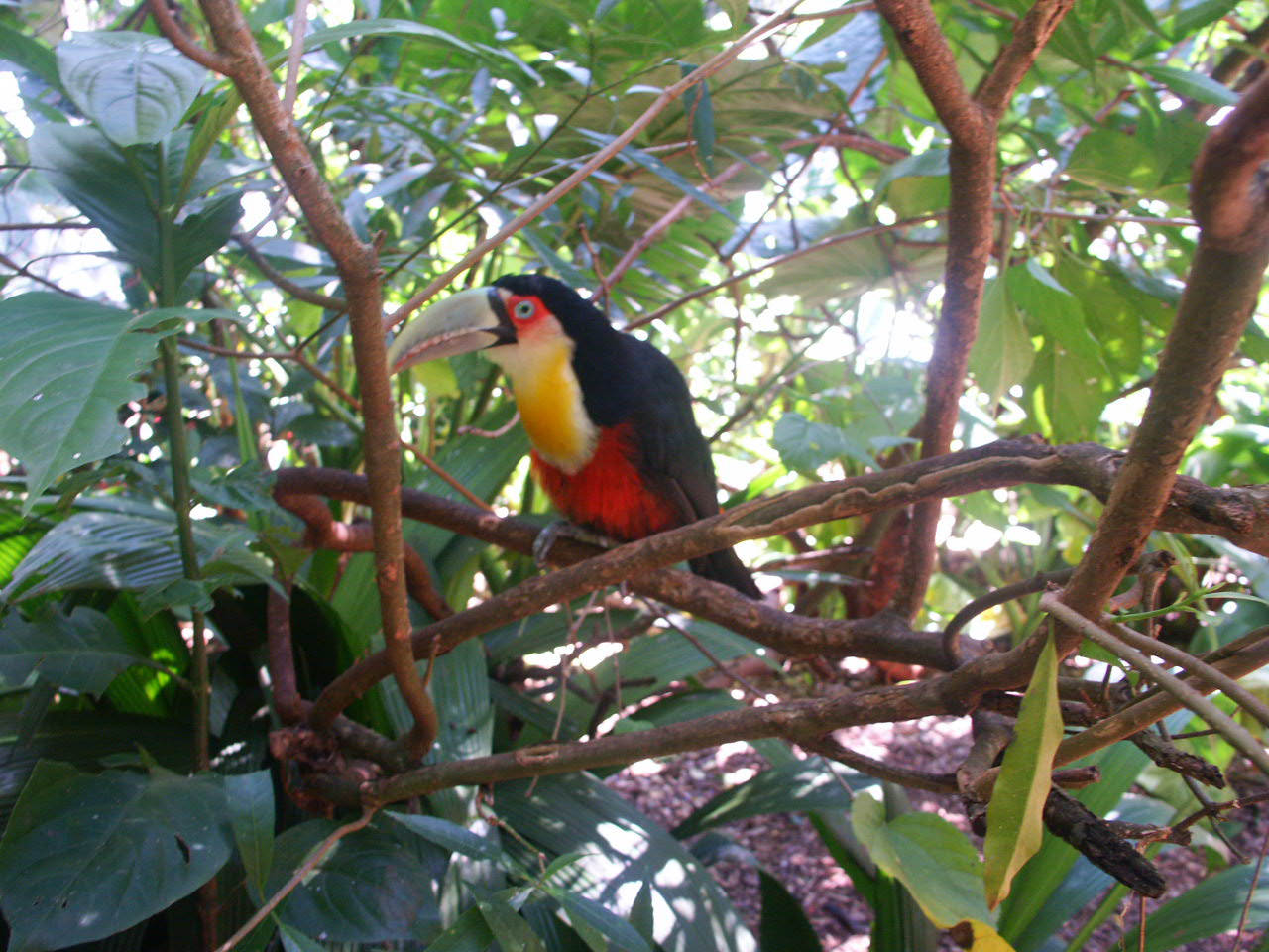 Iguazu 060