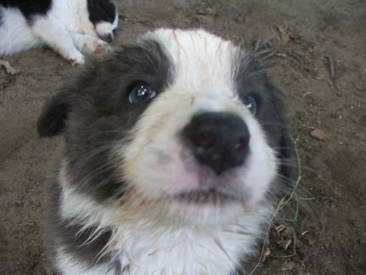 2011 .Lajosmizse-Forestry Farm 013