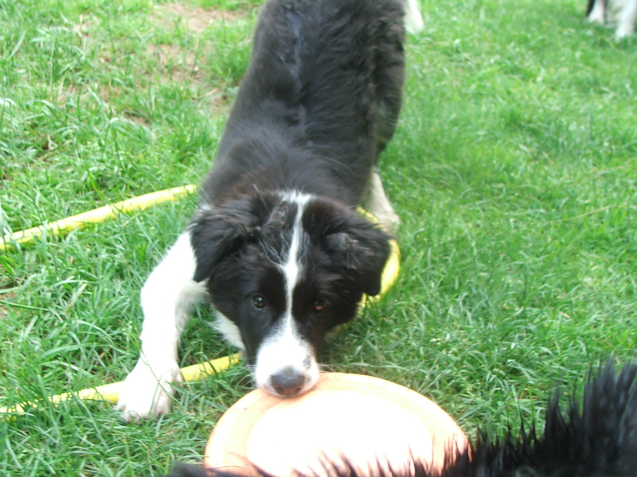 2011 .Lajosmizse-Forestry Farm 019