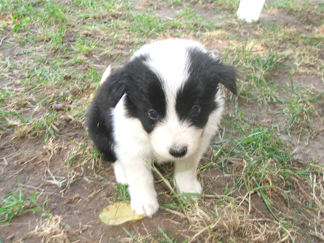 2011 .Lajosmizse-Forestry Farm 074