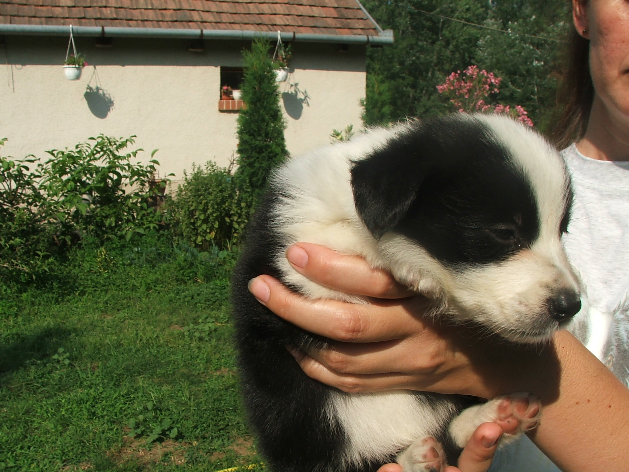 2011 .Lajosmizse-Forestry Farm 114