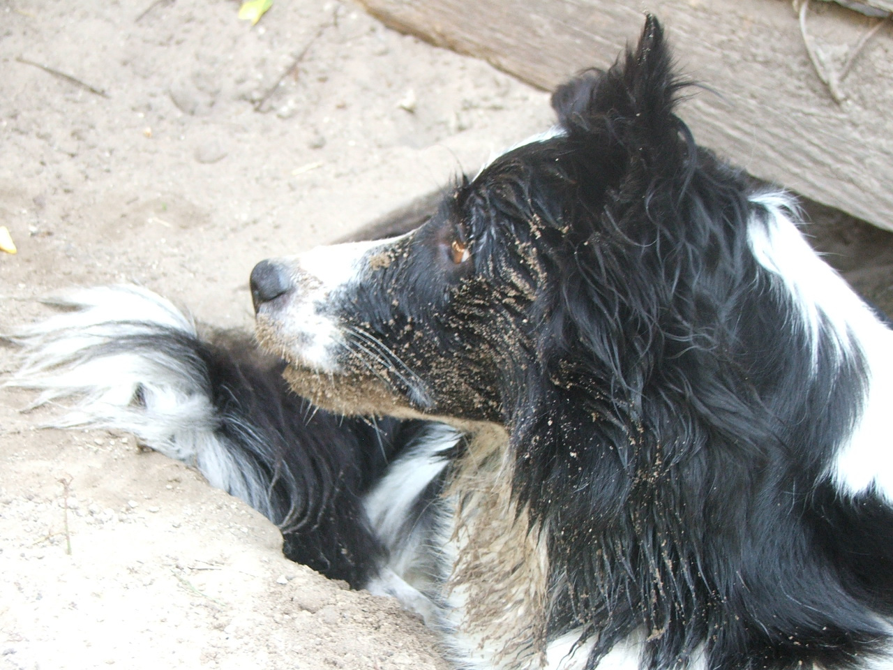 2011 .Lajosmizse-Forestry Farm 167