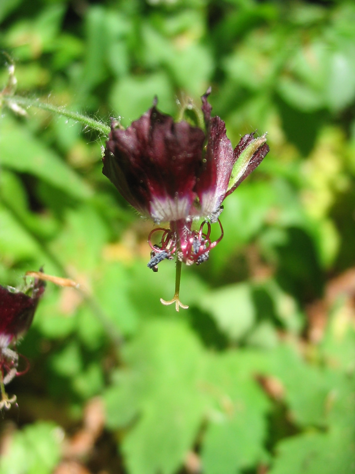 2011 05 07 Árpádt.-Hosszúh. 054