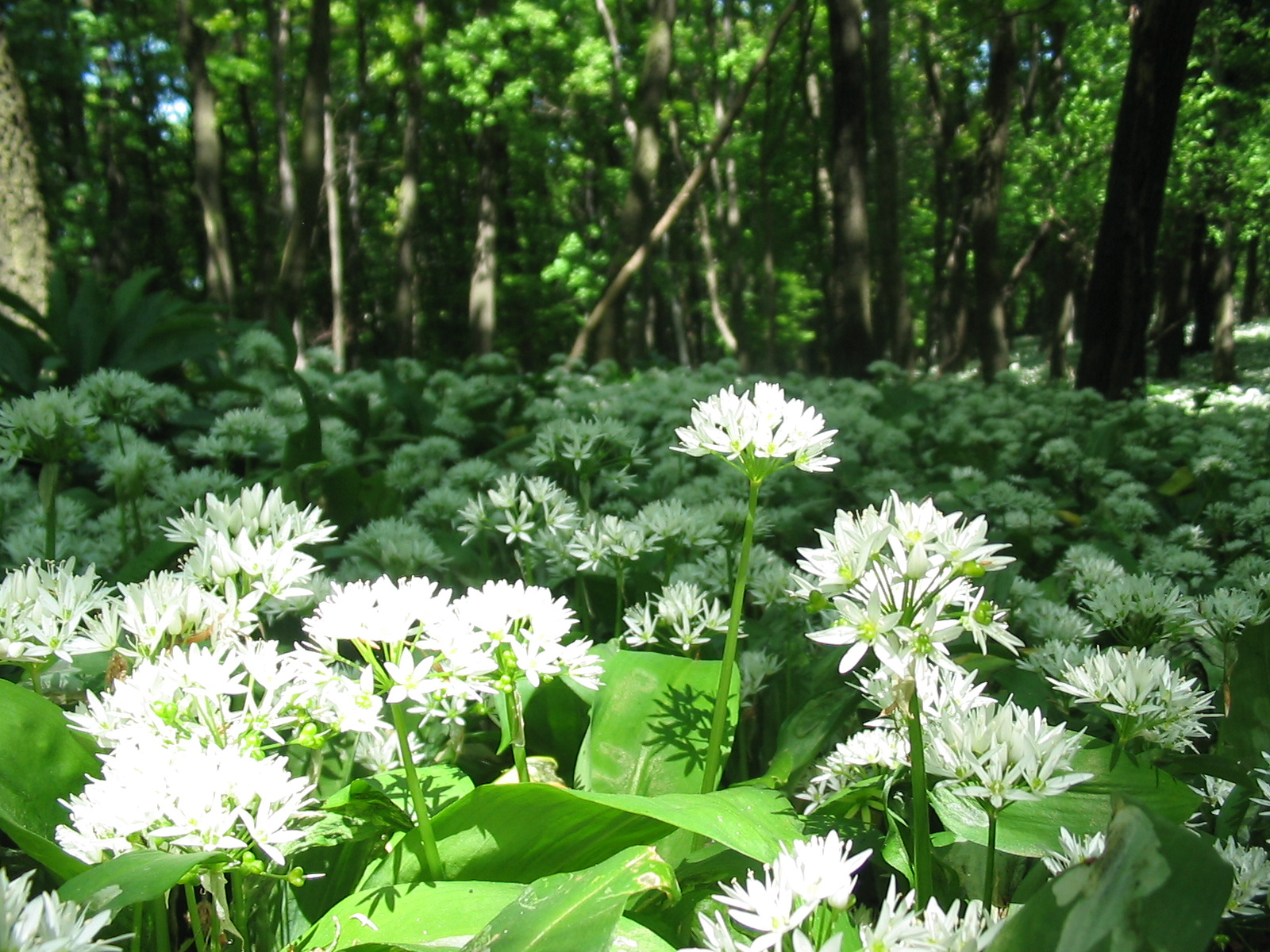 2011 05 07 Árpádt.-Hosszúh. 058