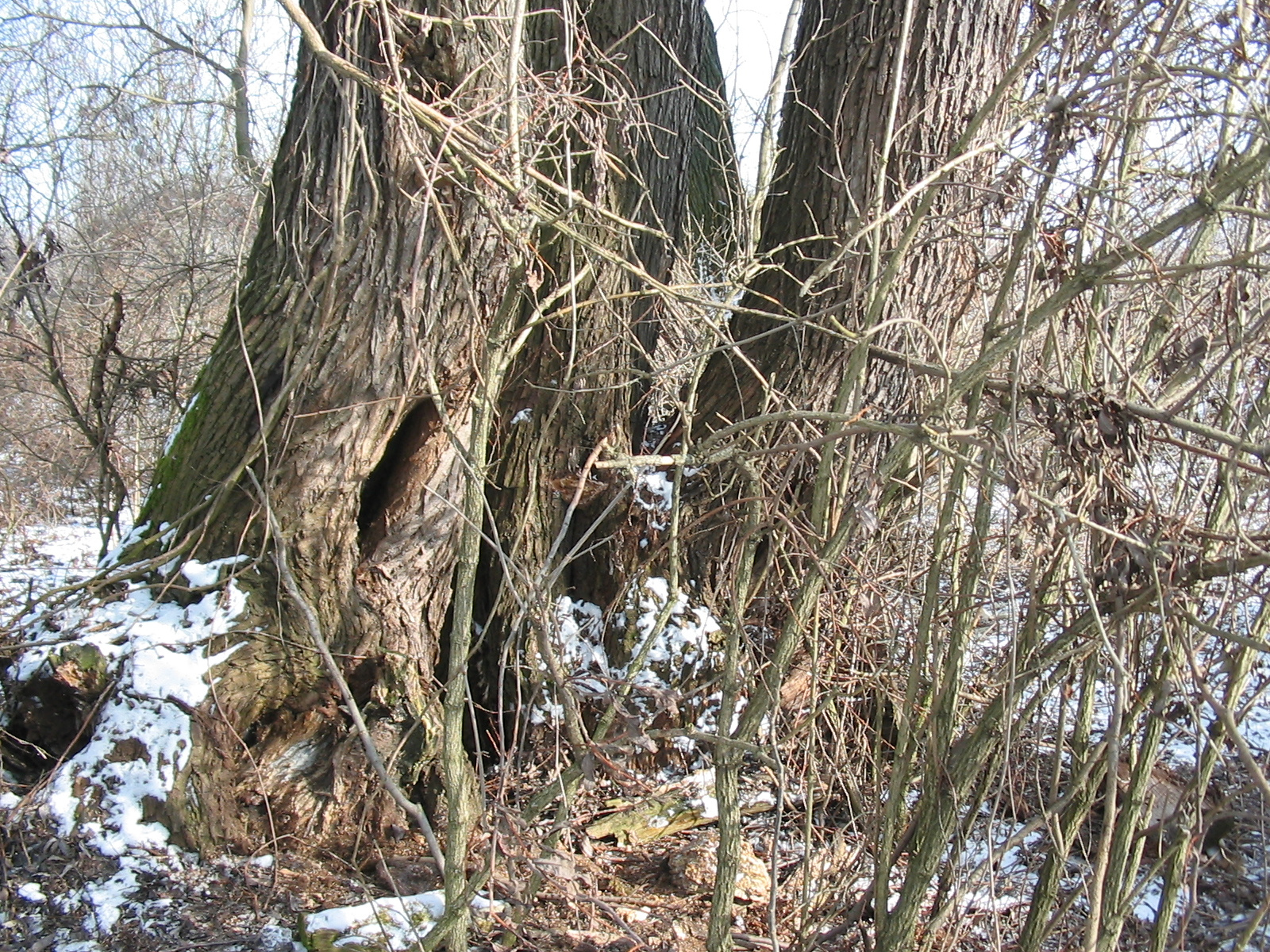 2010 01 29 de szőlő 016