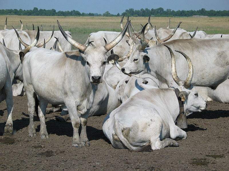 800px-Hungarian Grey Cattle