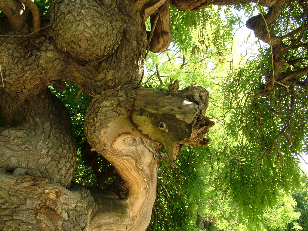 Kigyófa