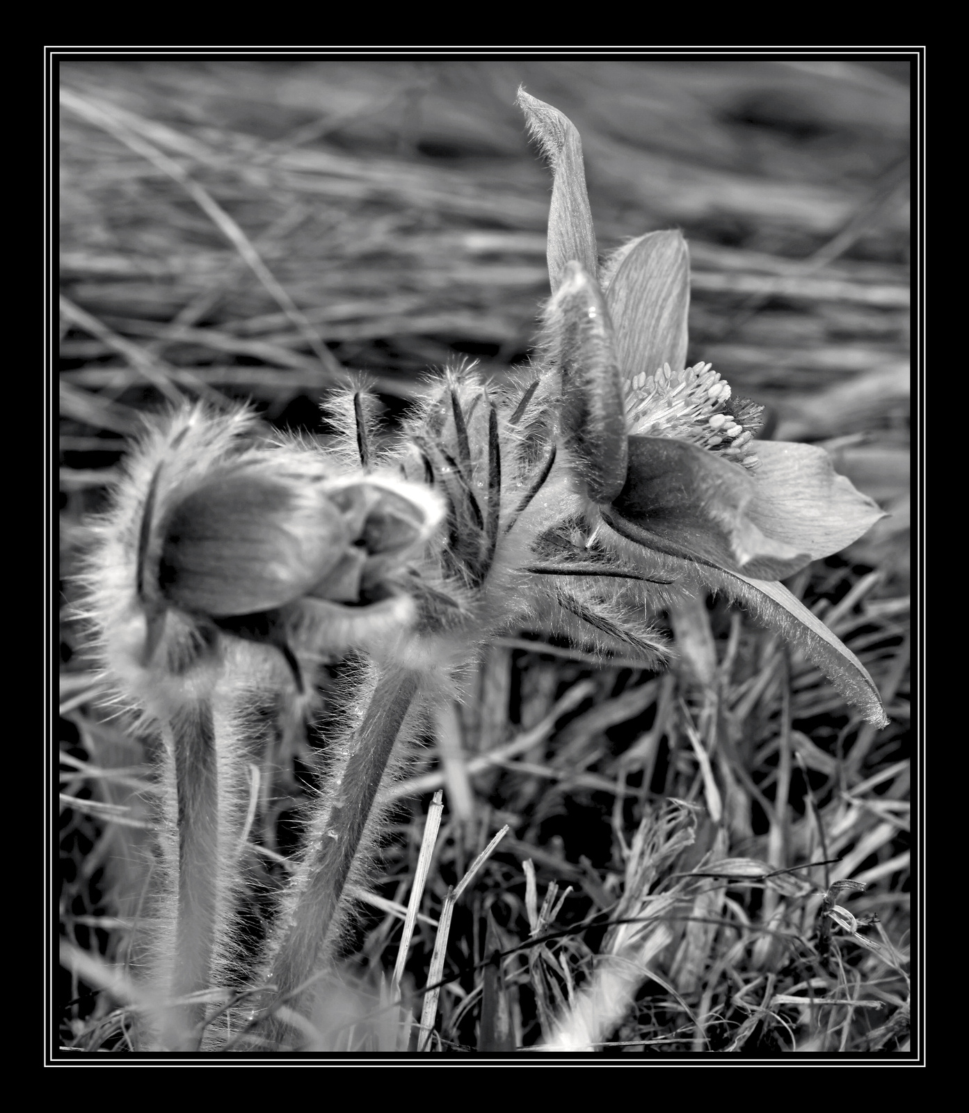 leánykökörcsin (Pulsatilla grandis) B\W