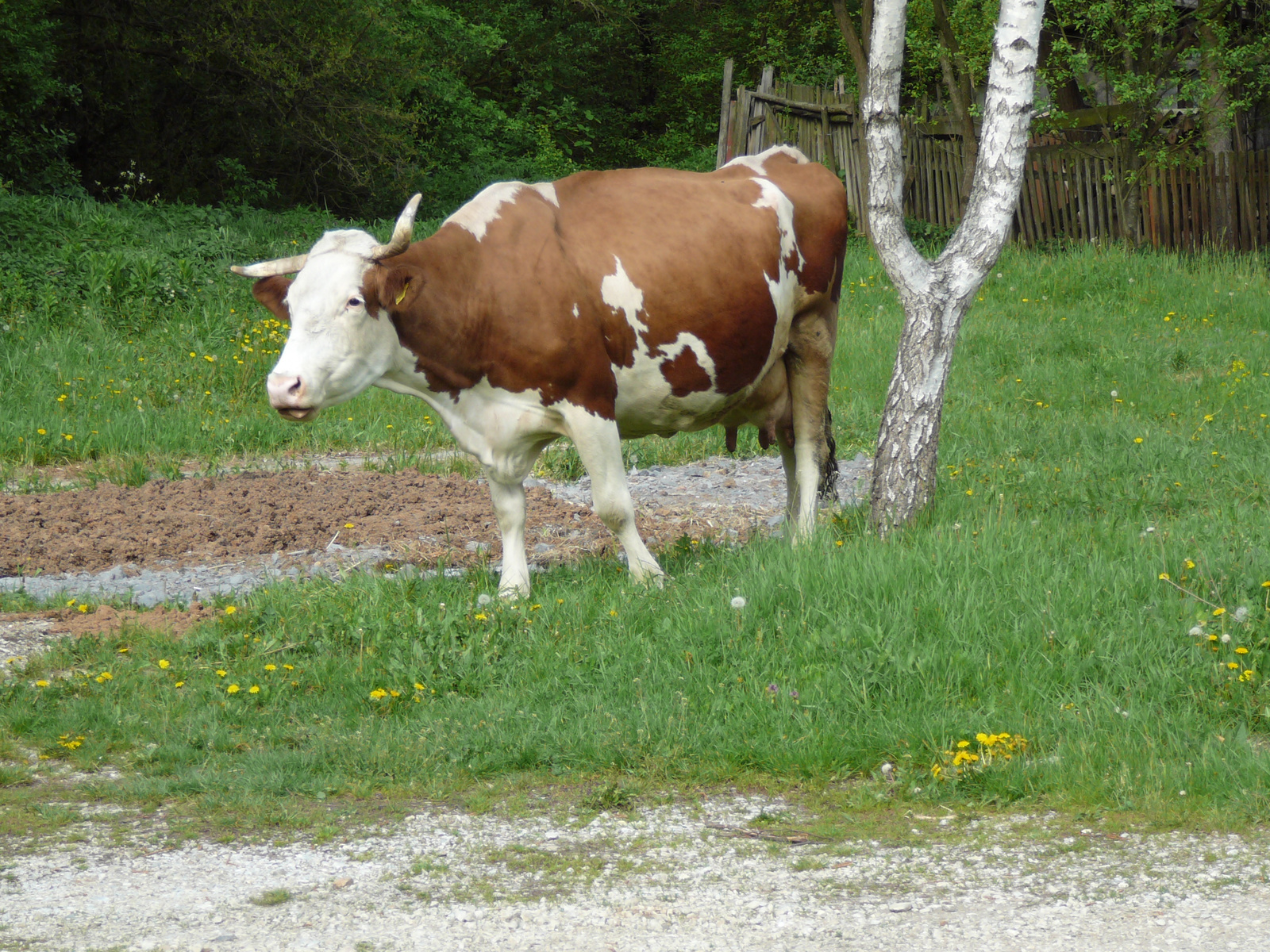 2008.05.01-04. Jósvafő