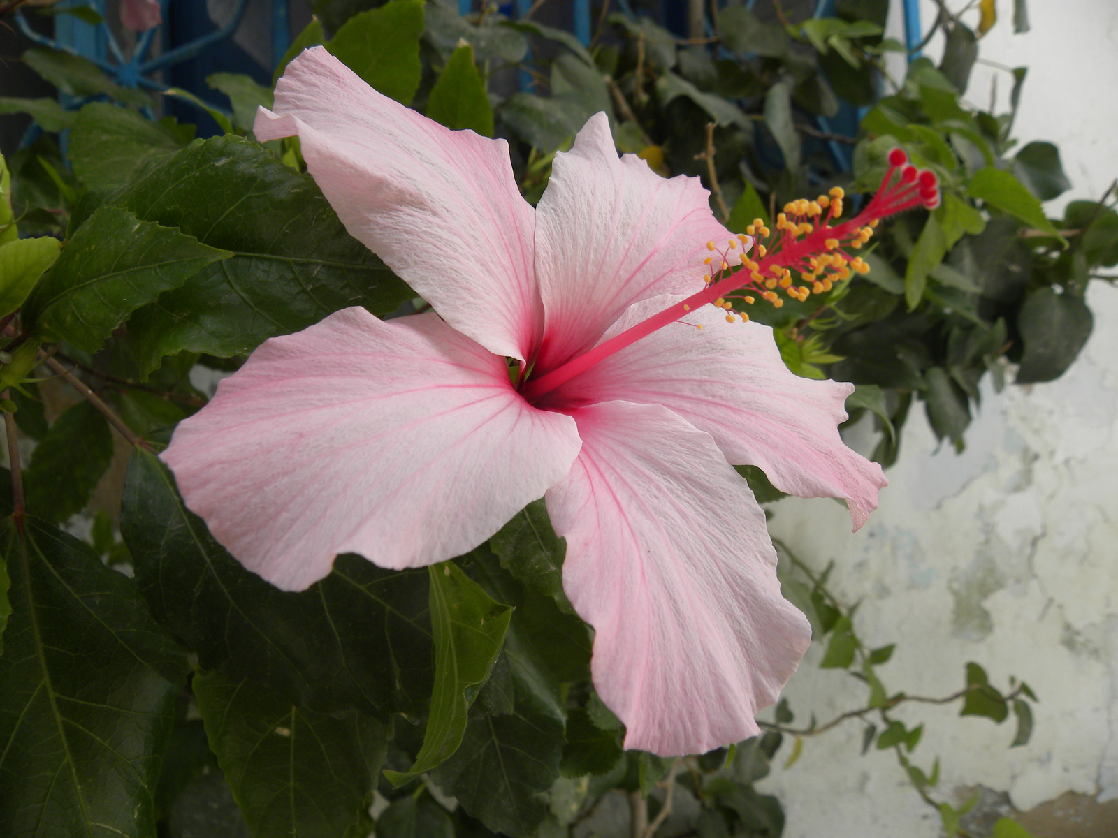 DSCN2532 hibiszkusz