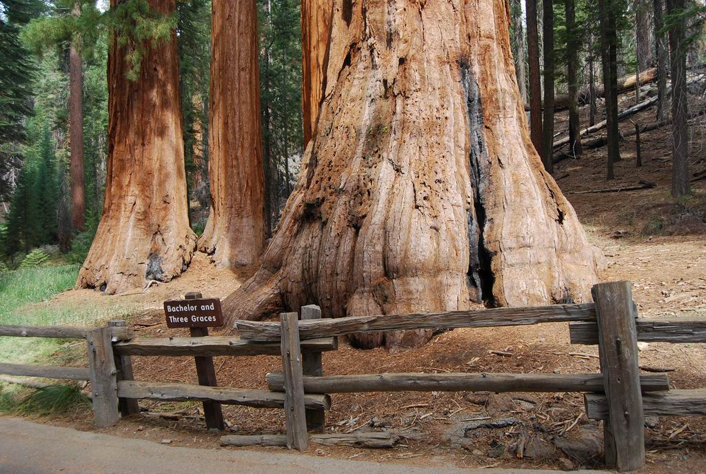 usa08 967 Mariposa Grove Of Giant Sequias, Yosemite NP, CA