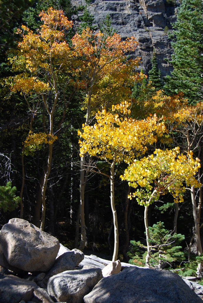 US 2010 Day16  018 Autumn Colors, Rocky Mountains NP, CO