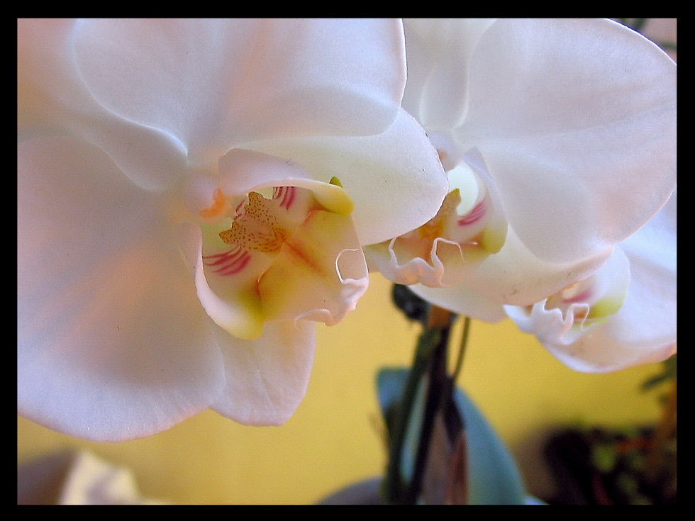 Orchidea – 002c