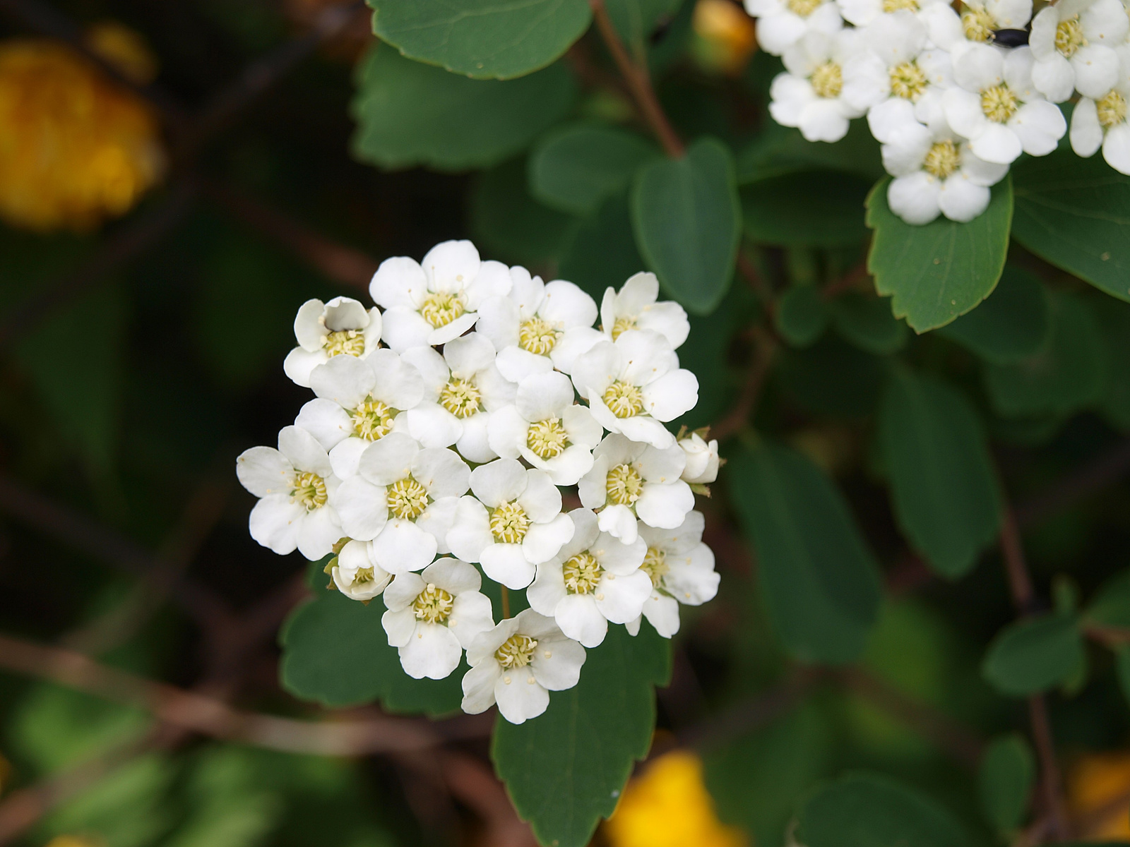 spirea