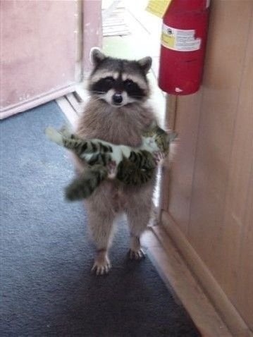 coon-and-cat