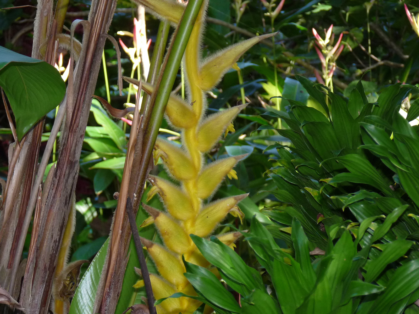 0368 Maui-Tropical Gardens