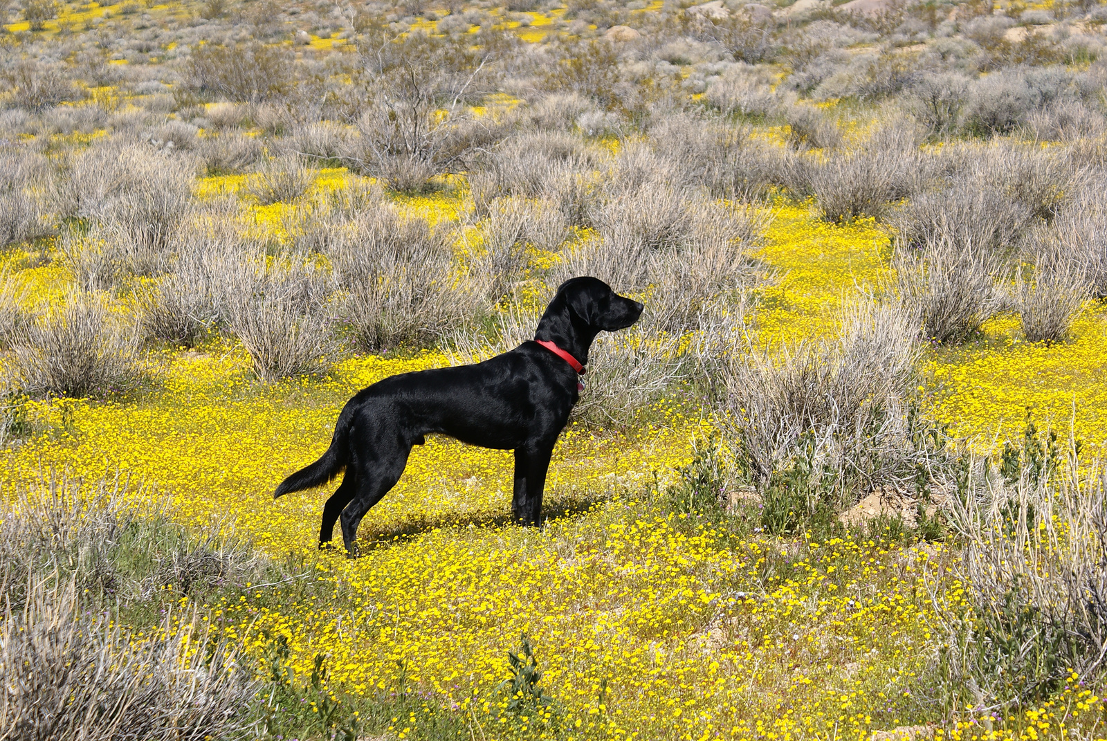 Labrador a sivatagban