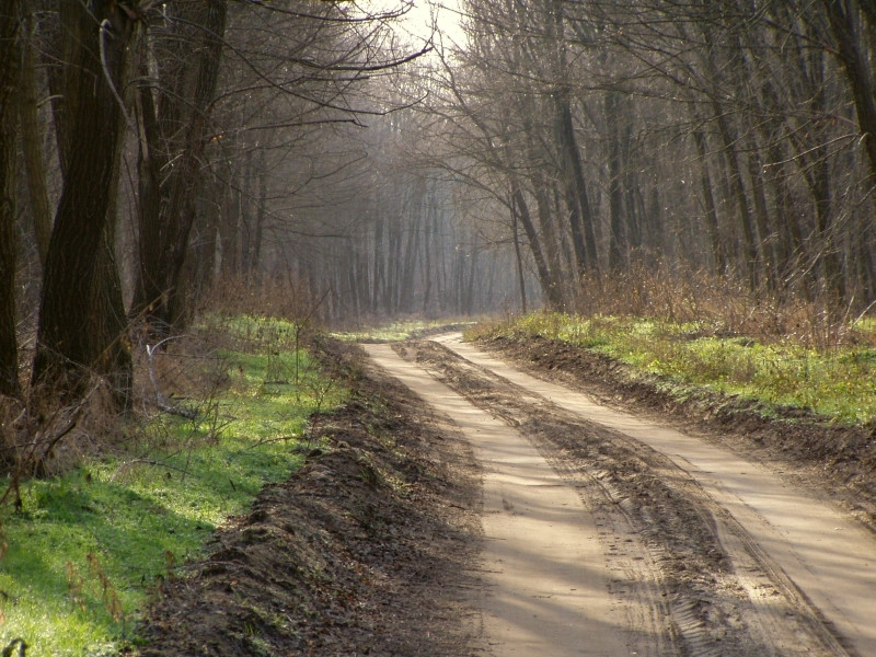 2006-vacsierdő1