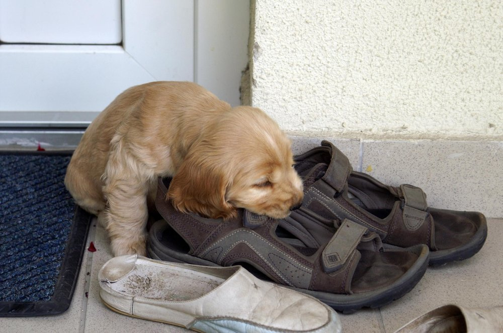 Már cipőt eszik