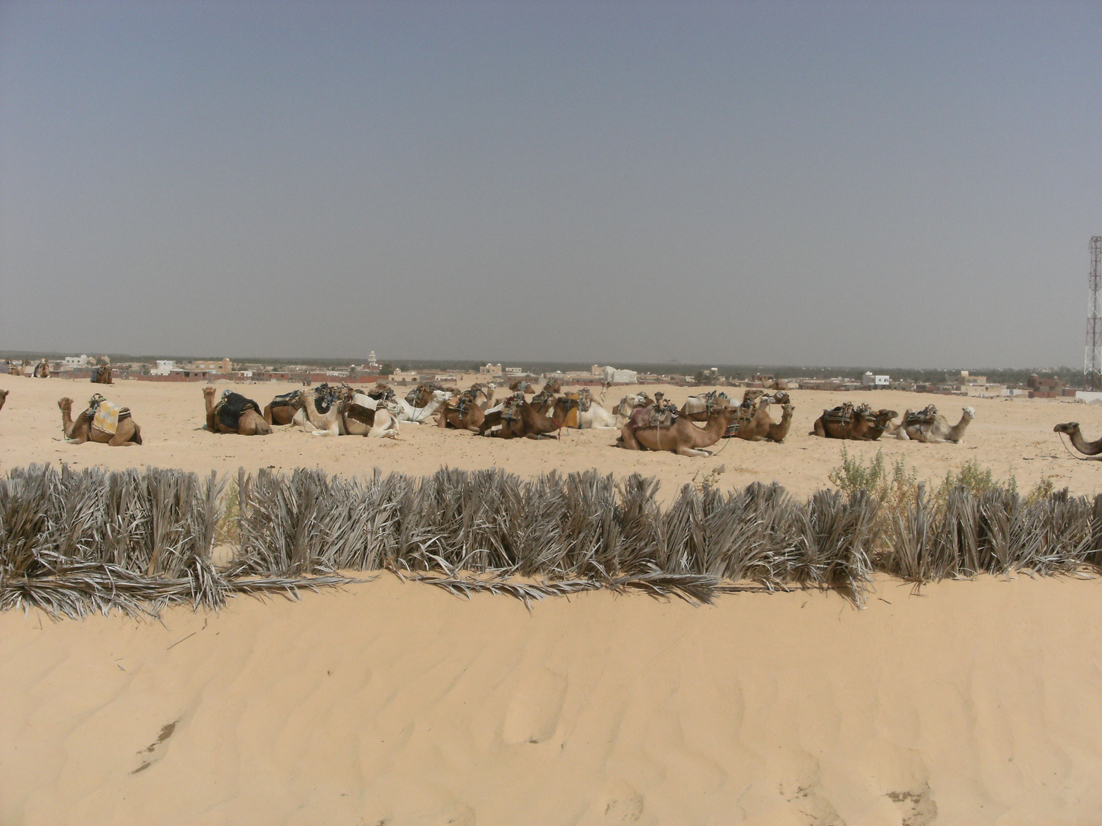 Djerba 2009 005 (128)