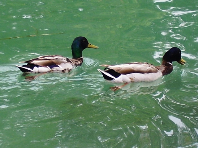 Kacsák a Balatonon