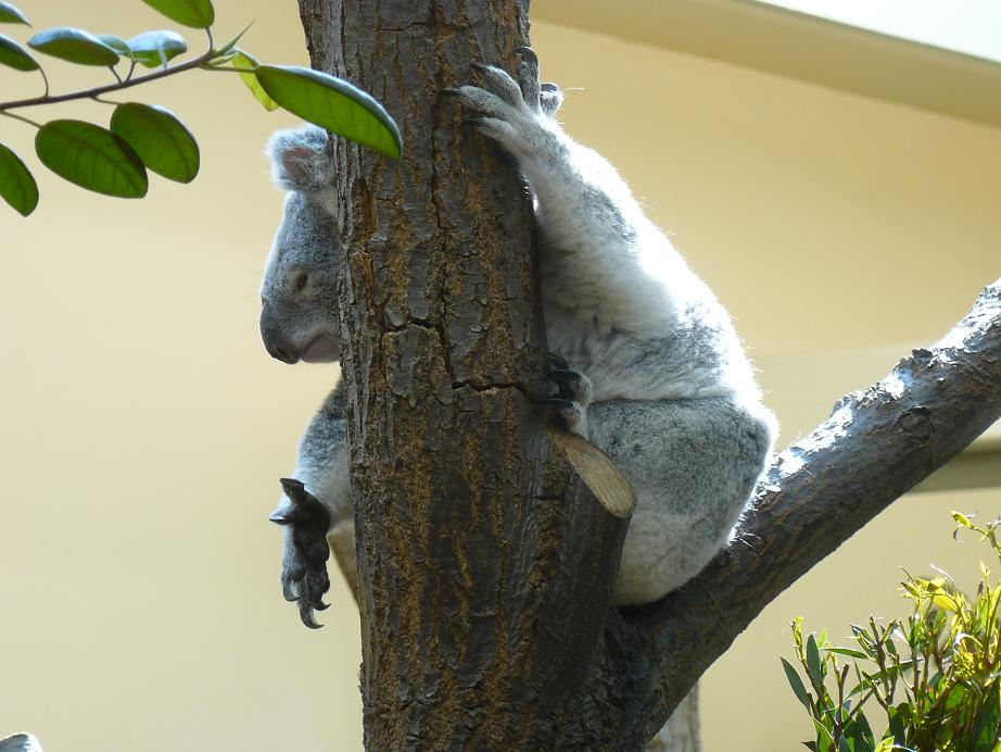 Koala a régi jó ismerős