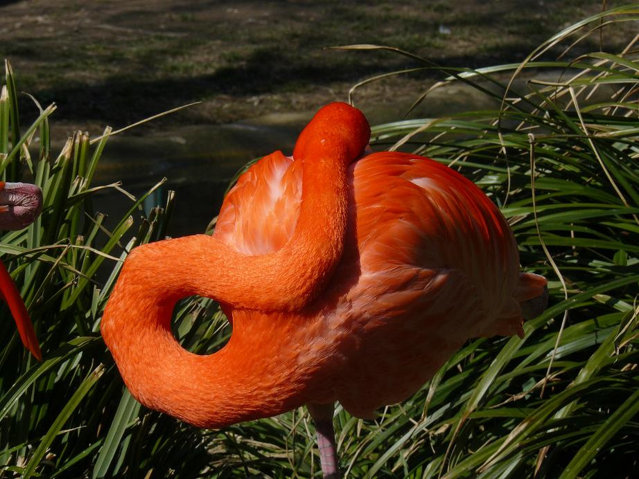 Flamingó 3