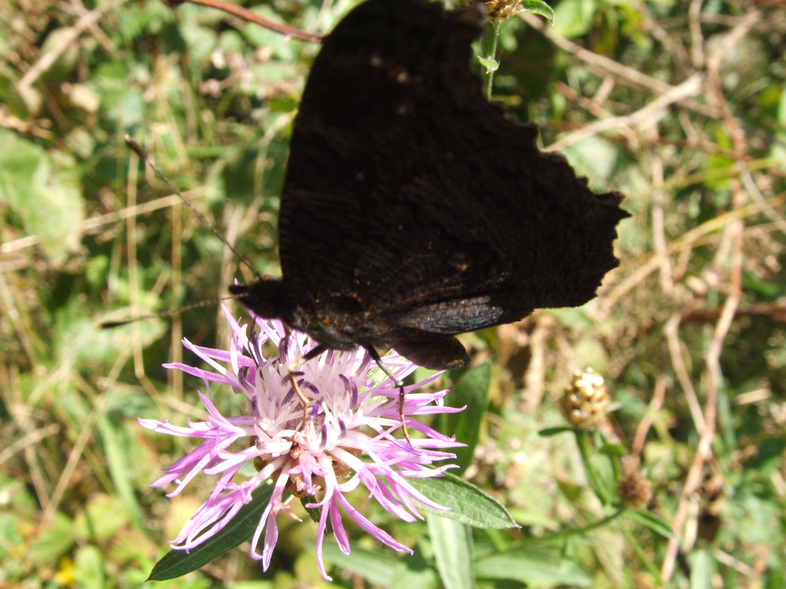 fekete pillangó