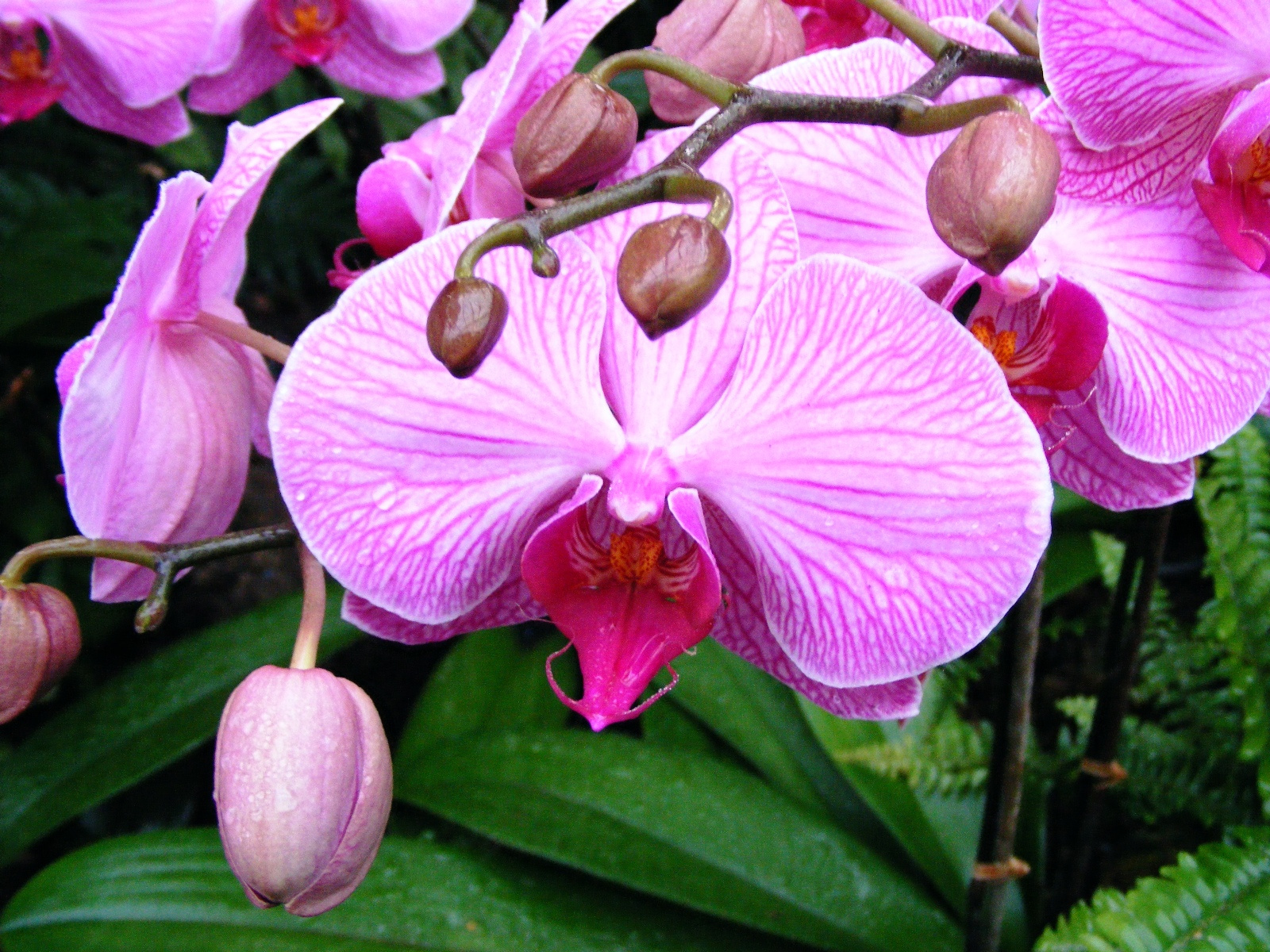 Orchidea