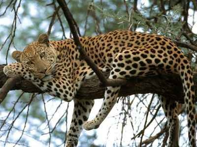 normal Cat Nap, Leopard, Africa