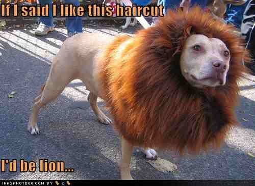 funny-dog-pictures-lion-haircut-dog