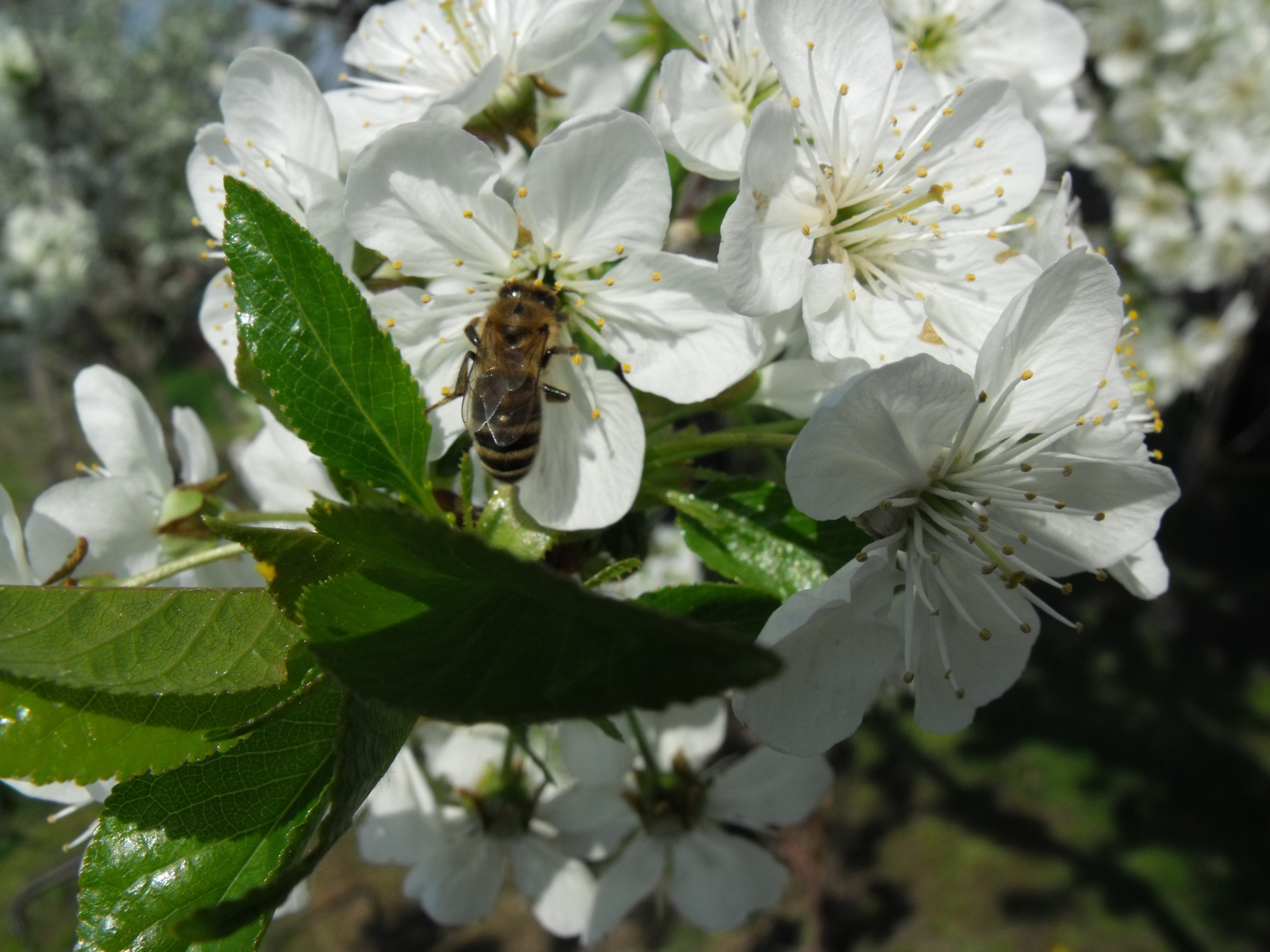 Méhecske és meggyfavirág