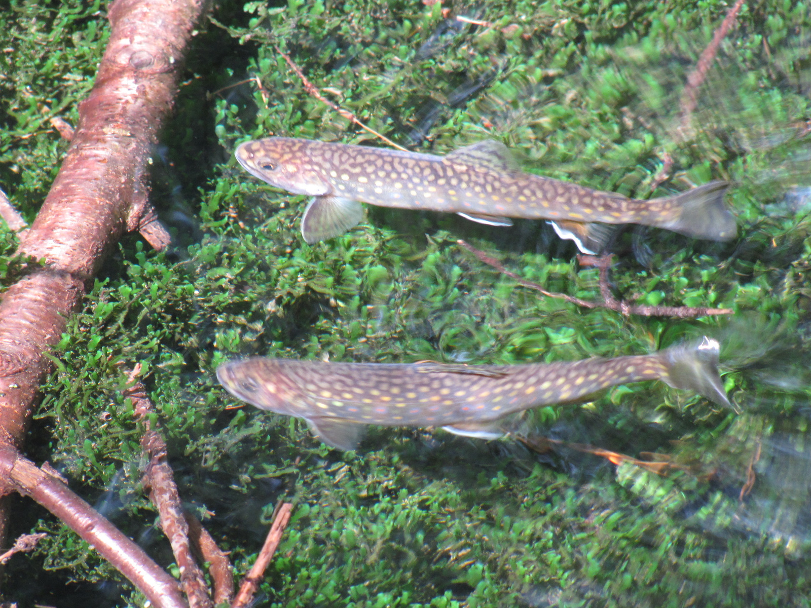 Tátra Nemzeti Park, Dolina Kościeliska, SzG3