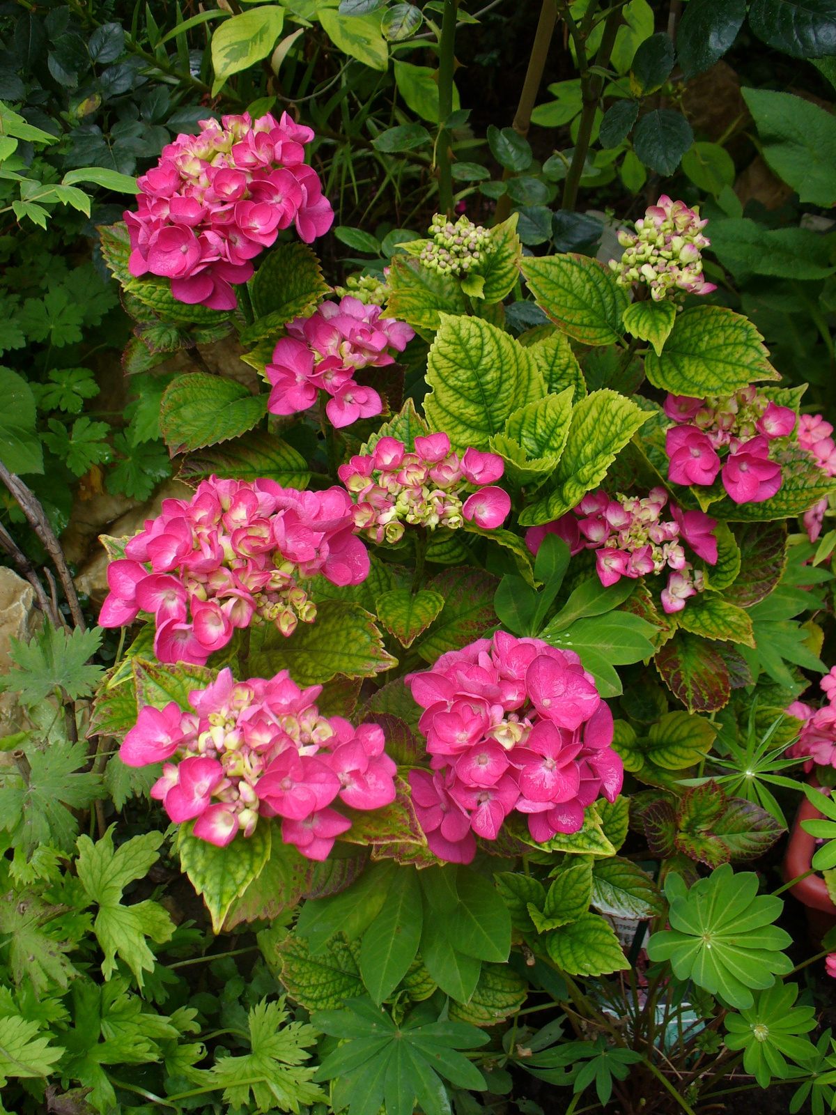 Hydrangea macrophylla 'Sanguinea'