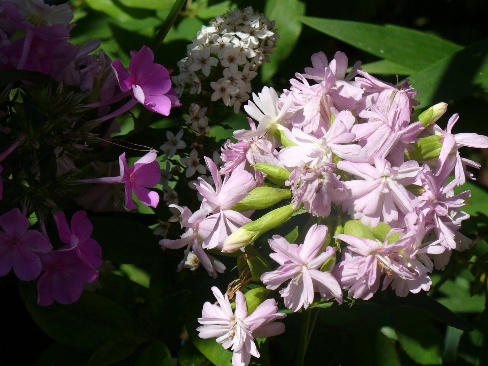 Saponaria officinalis